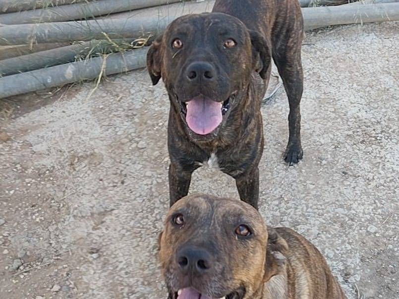 Adotta un cane, femmina, 2 anni e 8 mesi, Taranto