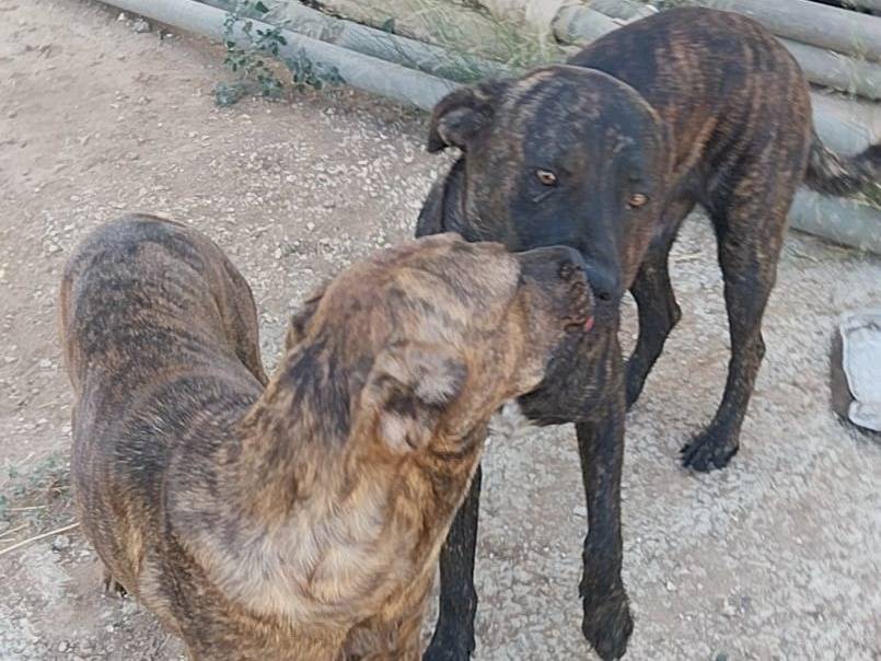 Adotta un cane, taglia grande, femmina, Taranto