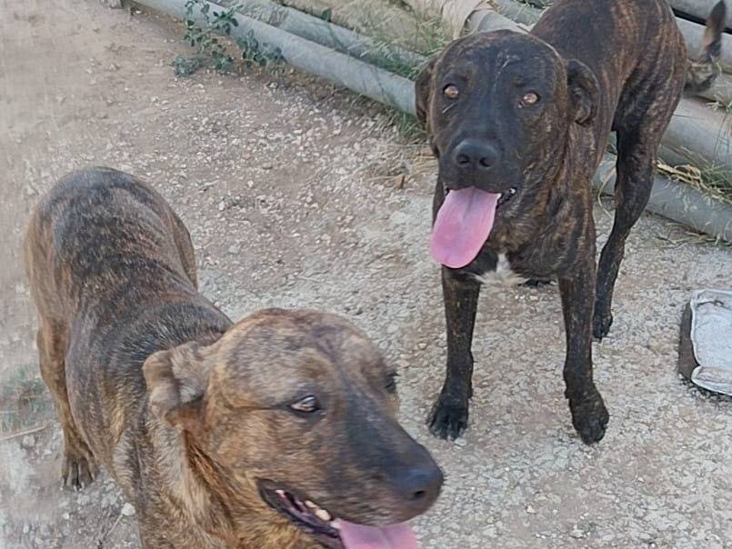 Vuoi adottare un cane a Taranto?