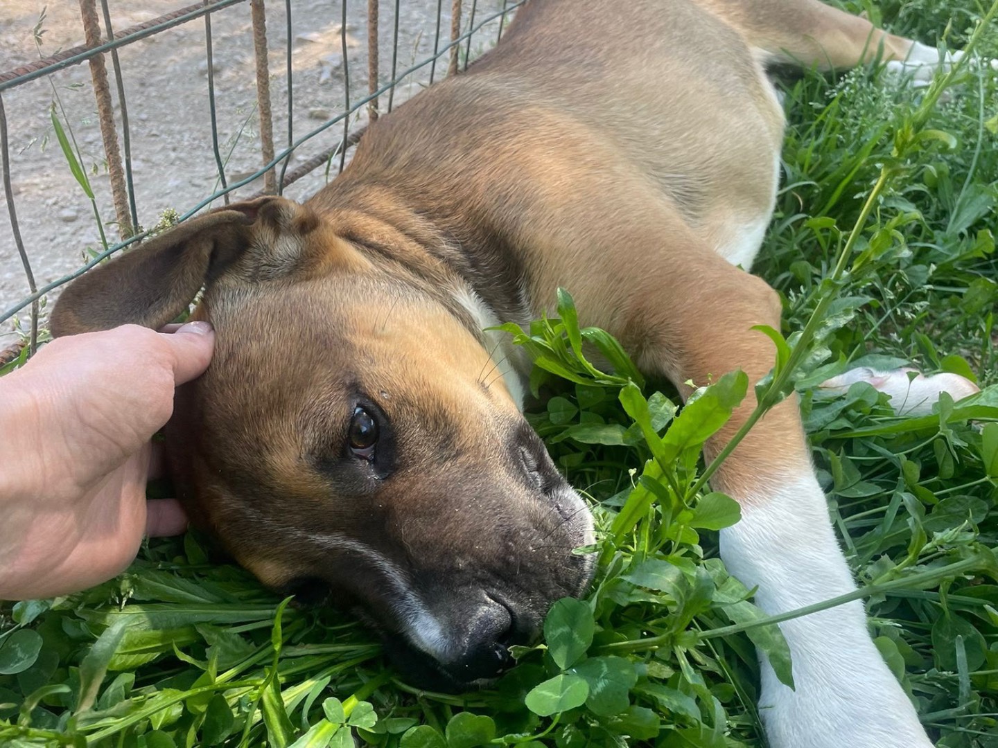 Adozione cane, maschio, Razza sconosciuta Razza sconosciuta, 9 mesi, taglia media contenuta, Frosinone