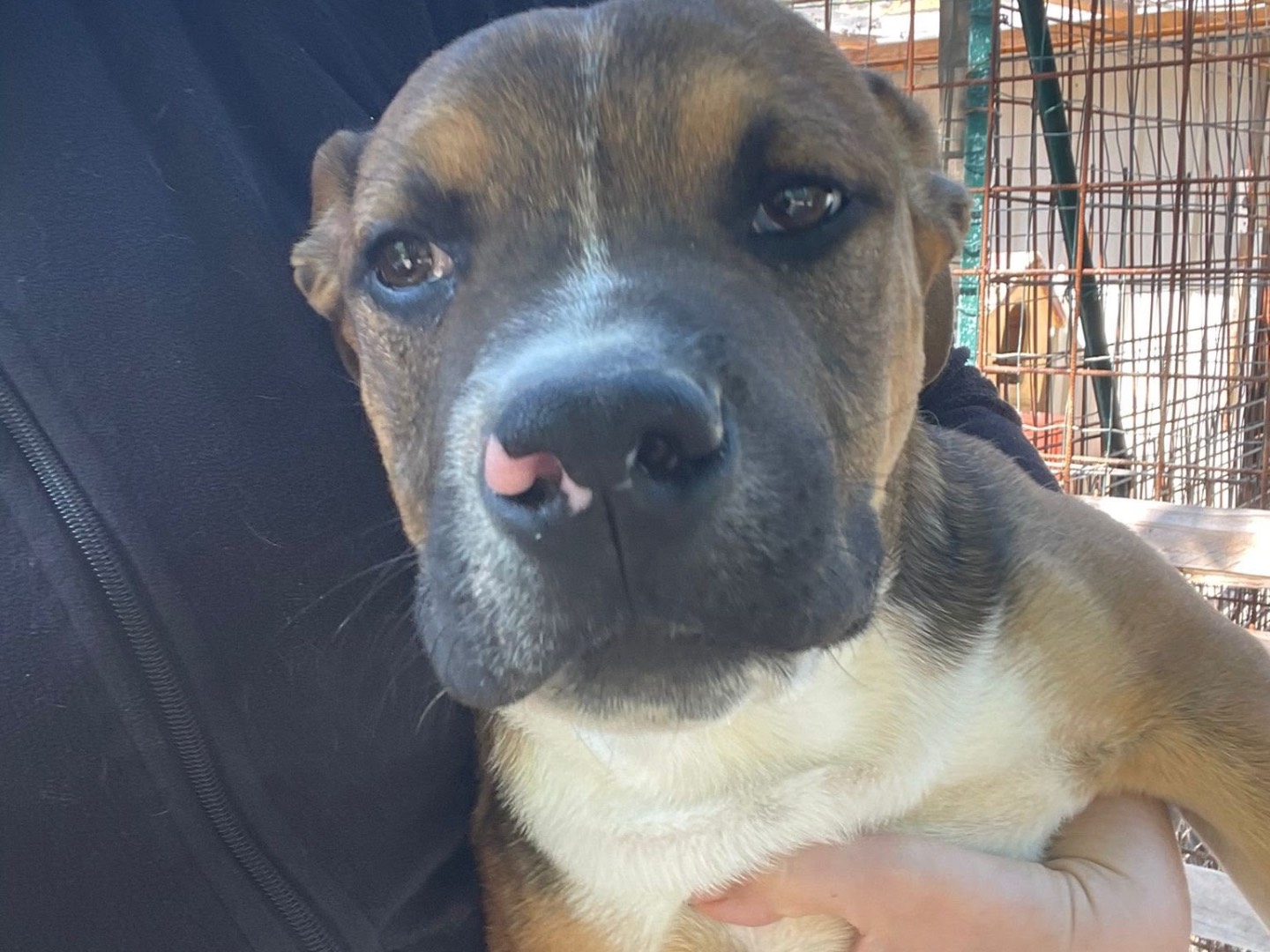 Adotta un cane, maschio, 9 mesi, Frosinone