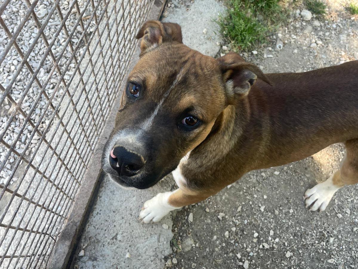 Adotta un cane, taglia media contenuta, maschio, Frosinone