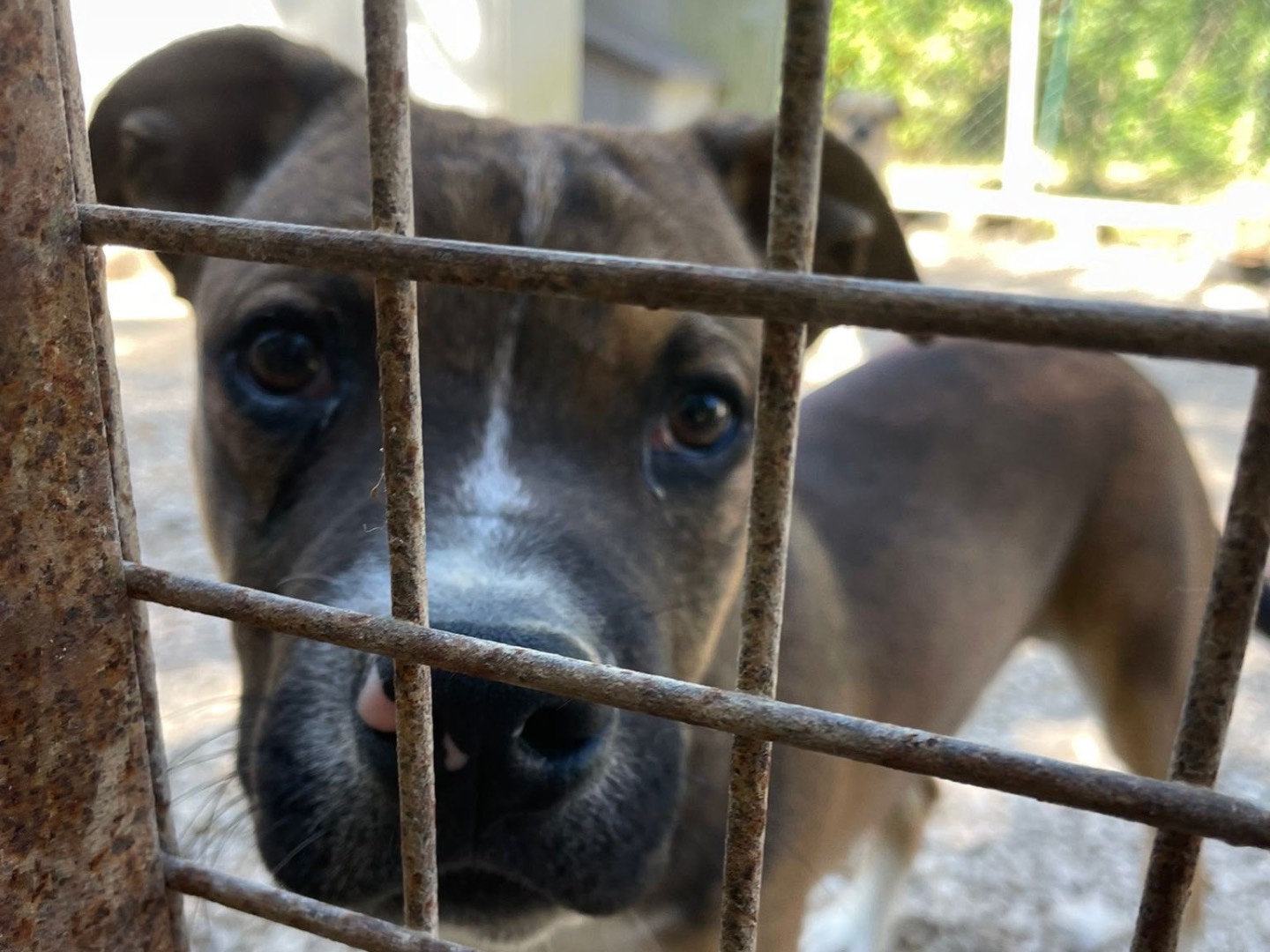 Vuoi adottare un cane a Frosinone?