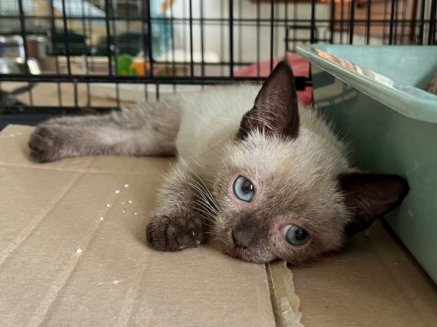 Adotta un gatto, maschio, 2 mesi, Padova