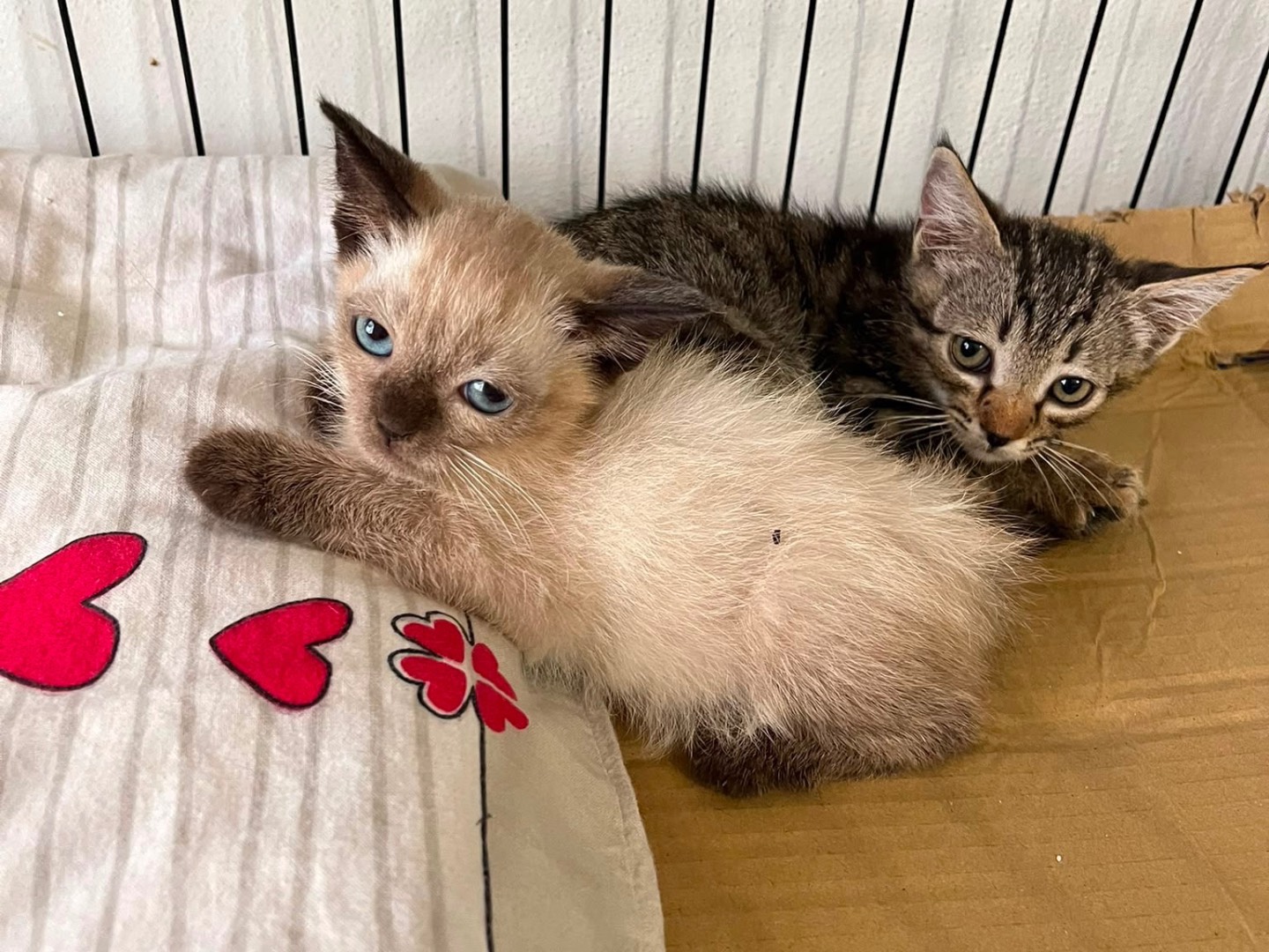 Adotta un gatto, taglia non valida, maschio, Padova