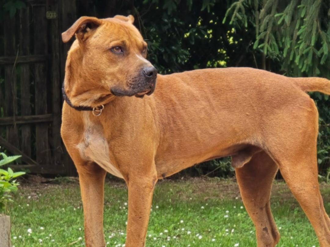 Adotta un cane, maschio, 7 anni e 3 mesi, Roma