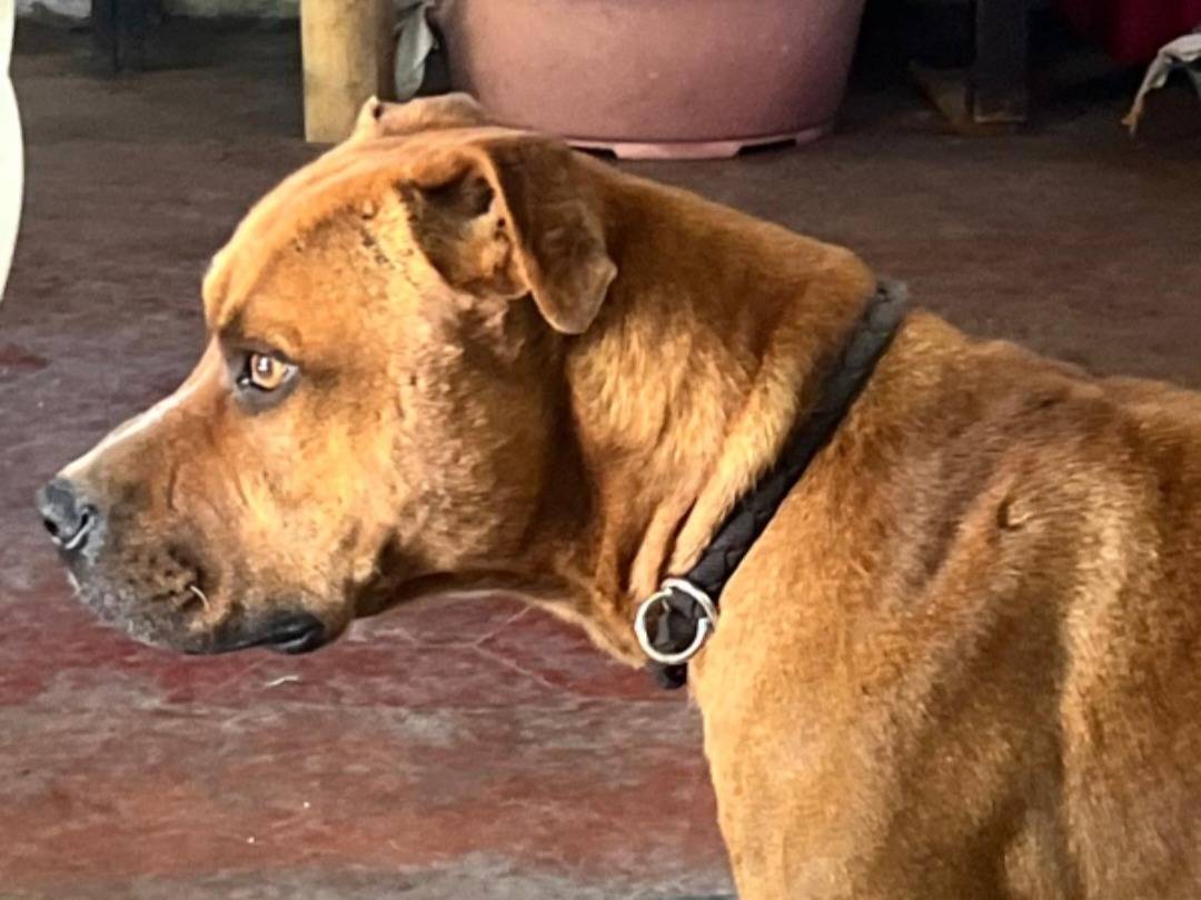 Adotta un cane, taglia grande, maschio, Roma