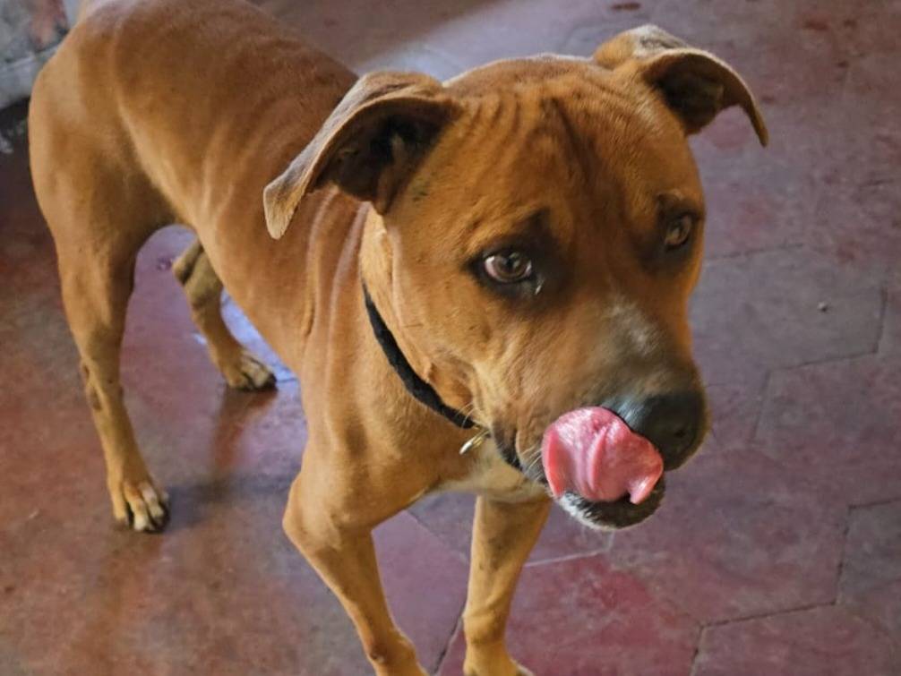 Vuoi adottare un cane a Roma?