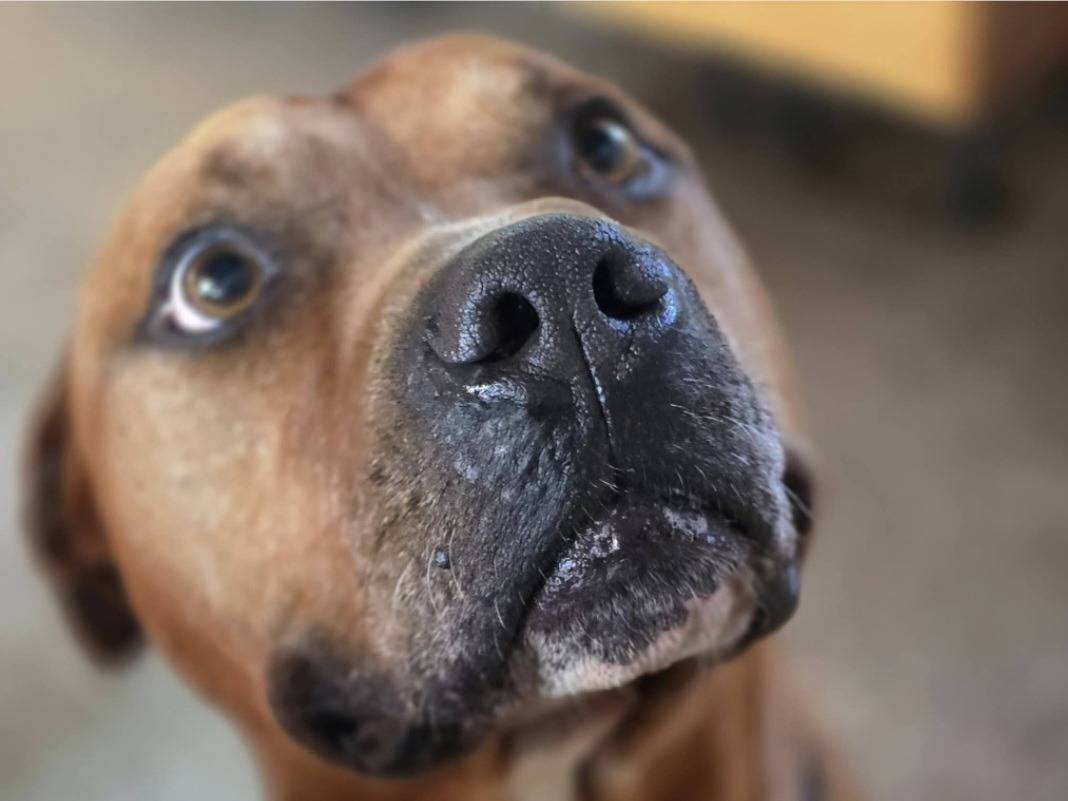Adotta il cane Thy pitbull adulto  a Roma