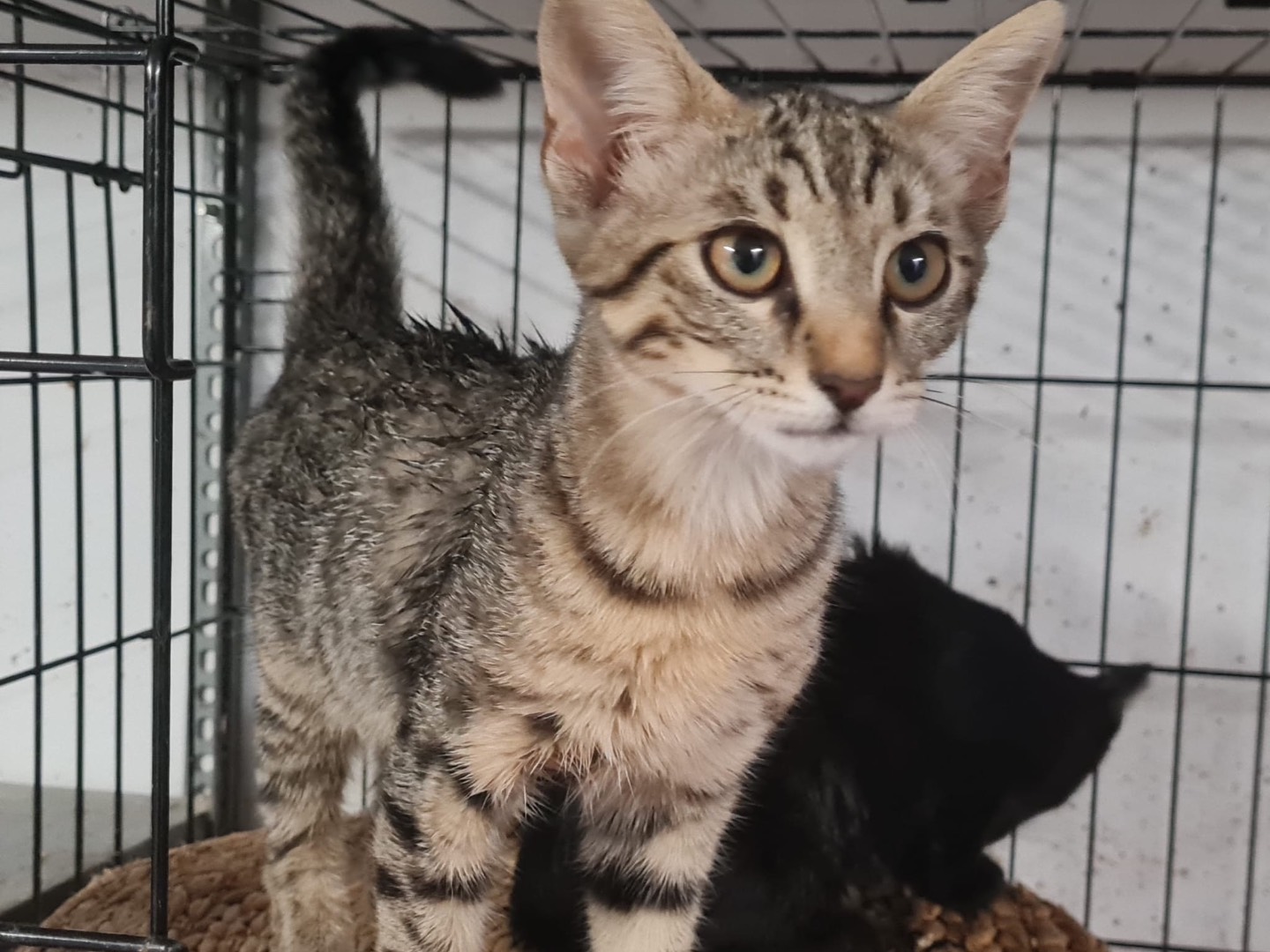 Adozione gatto, maschio, Razza sconosciuta Razza sconosciuta, 3 mesi, taglia non valida, Trento
