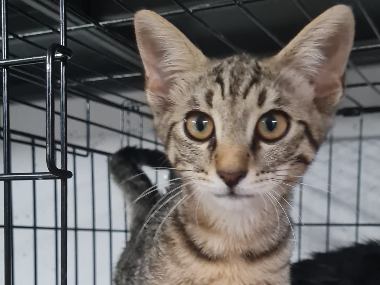Adotta un gatto, maschio, 3 mesi, Trento