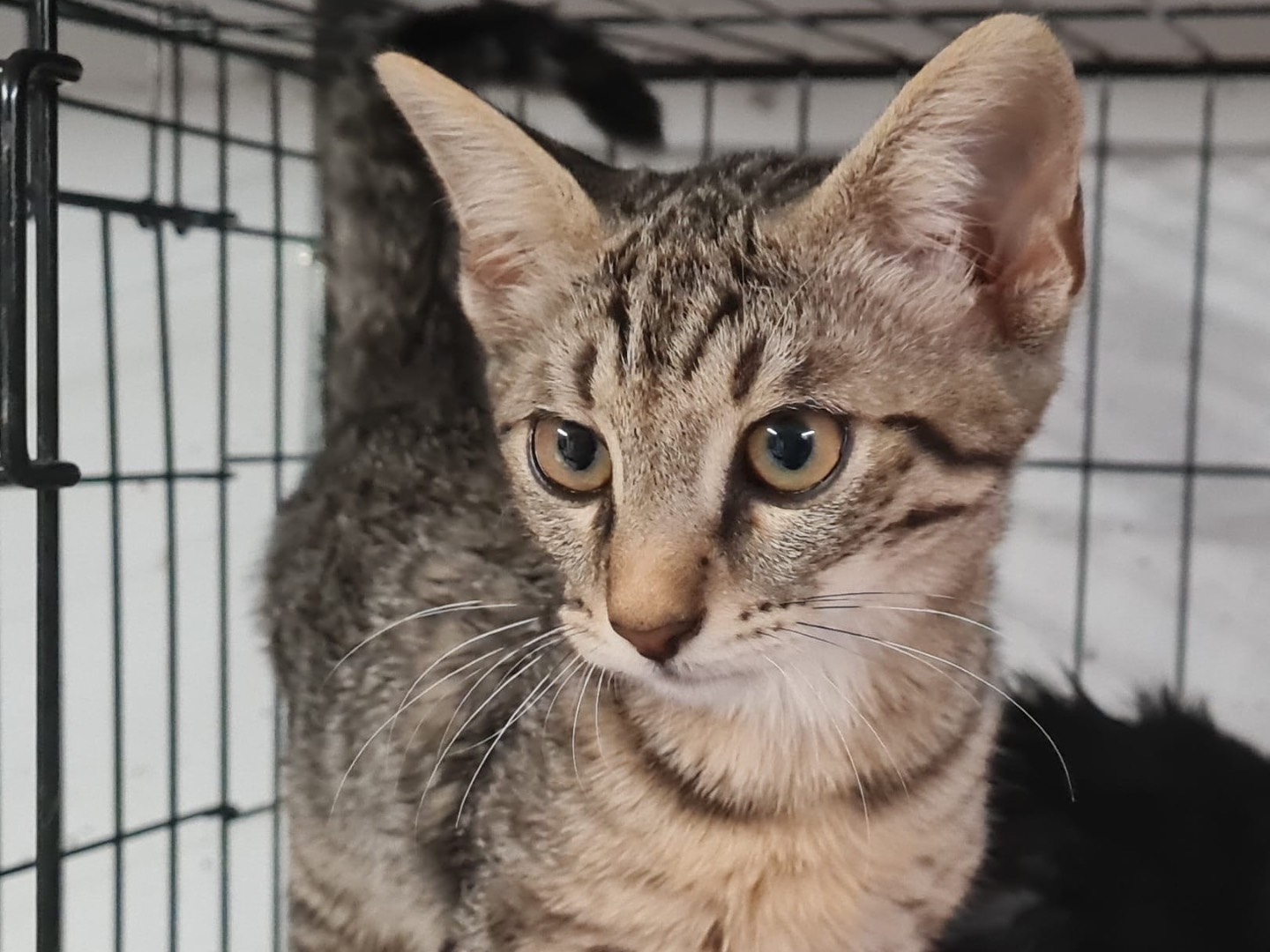 Adotta un gatto, taglia non valida, maschio, Trento