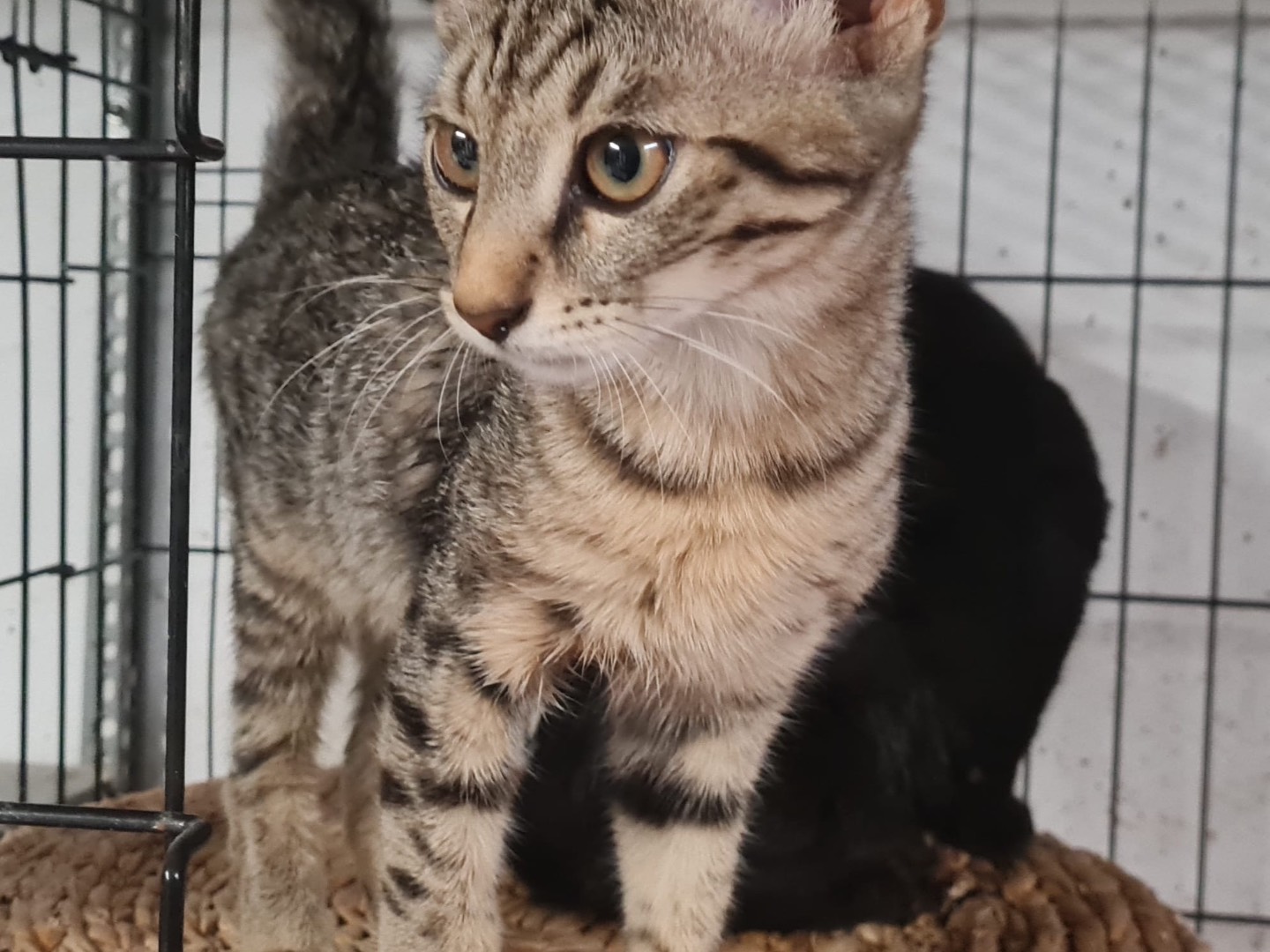 Vuoi adottare un gatto a Trento?