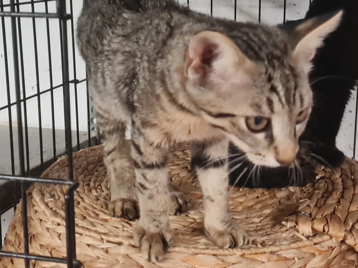 Adotta il gatto Jasper a Trento