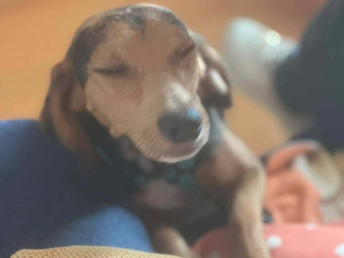 Adotta un cane, maschio, 11 mesi, Ragusa