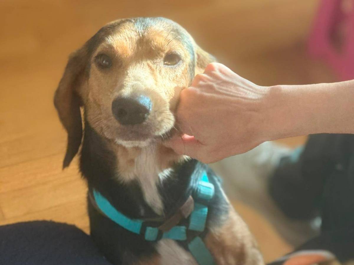 Foto 3 dell'animale