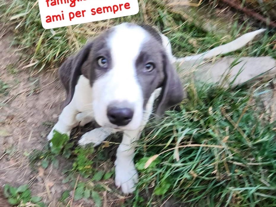 Foto 2 dell'animale