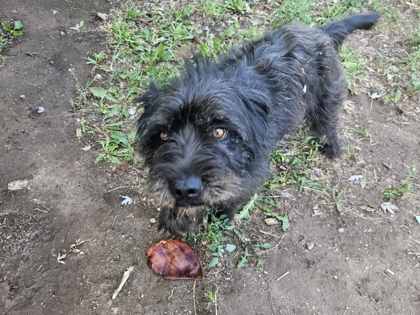 Vuoi adottare un cane a Brescia?