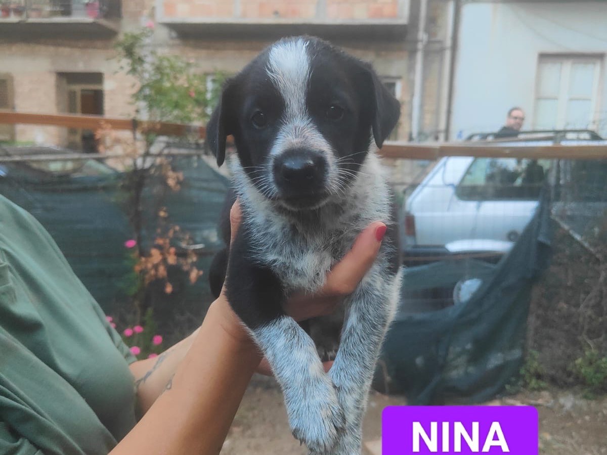 Adozione cane, femmina, Razza sconosciuta Razza sconosciuta, 2 mesi, taglia media, Vibo