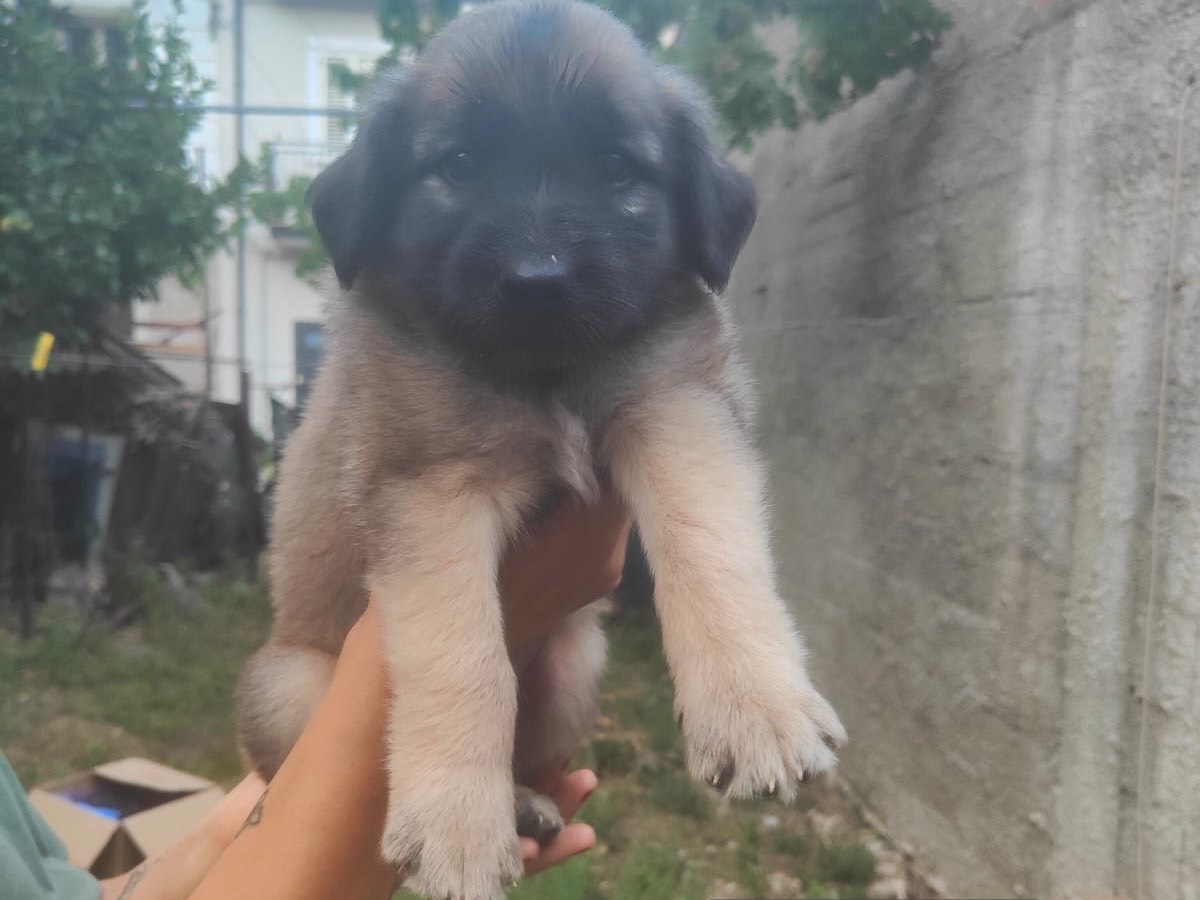 Adozione cane, maschio, Razza sconosciuta Razza sconosciuta, 2 mesi, taglia media, Vibo