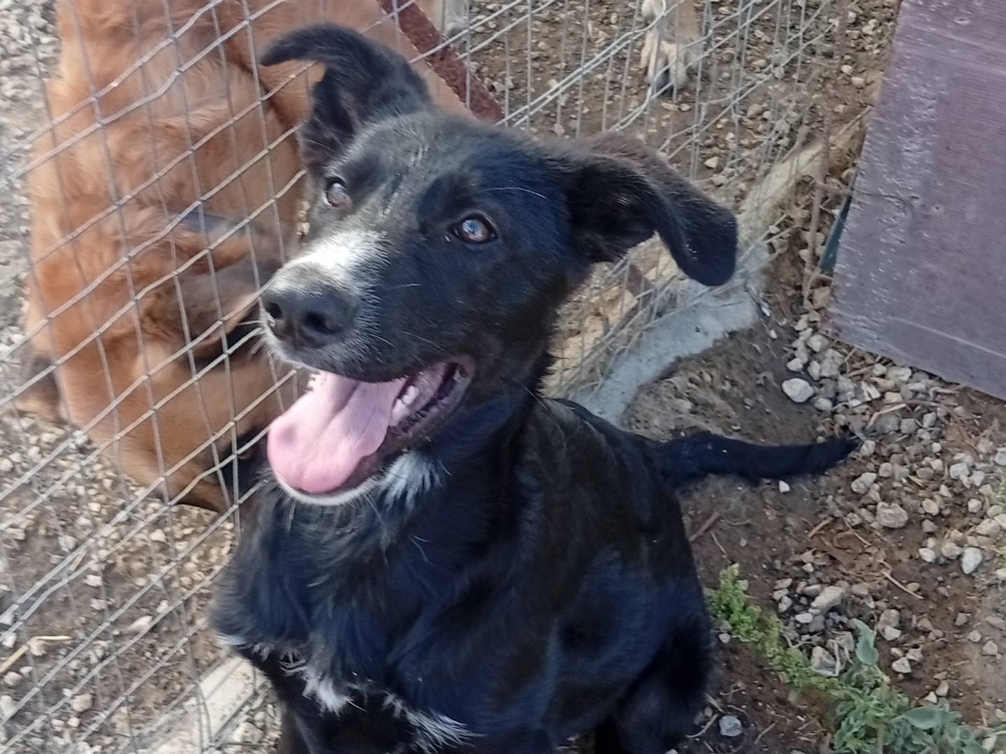 Adotta un cane, taglia media, maschio, Palermo