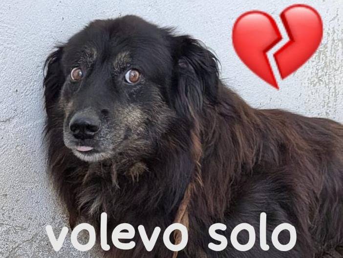 Adozione cane, maschio, Razza sconosciuta Razza sconosciuta, 10 anni e 1 mese, taglia media, Cuneo