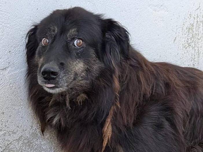 Adotta un cane, maschio, 10 anni e 1 mese, Cuneo