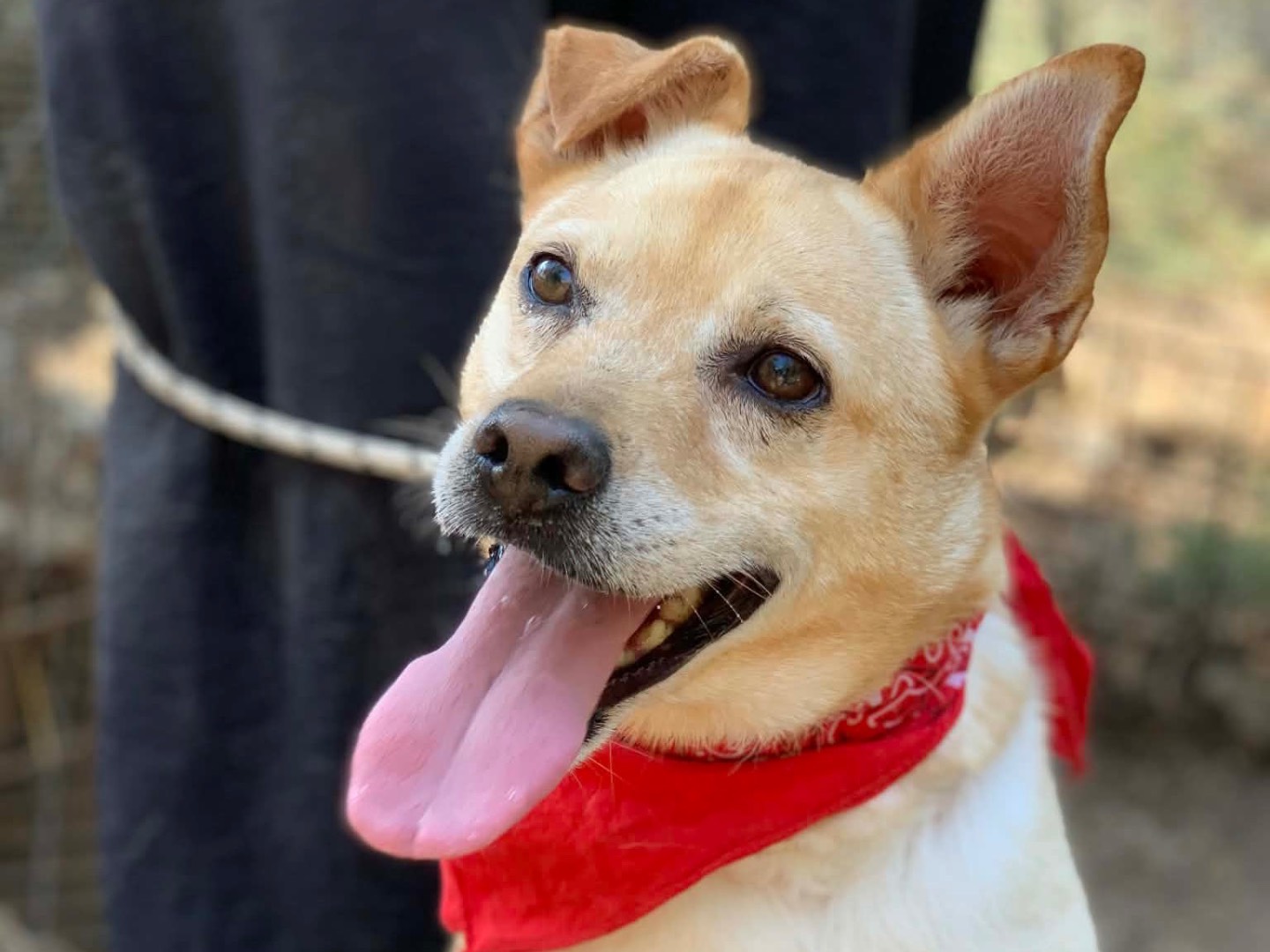 Adozione cane, maschio, Razza sconosciuta Razza sconosciuta, 4 anni e 10 mesi, taglia media, Latina