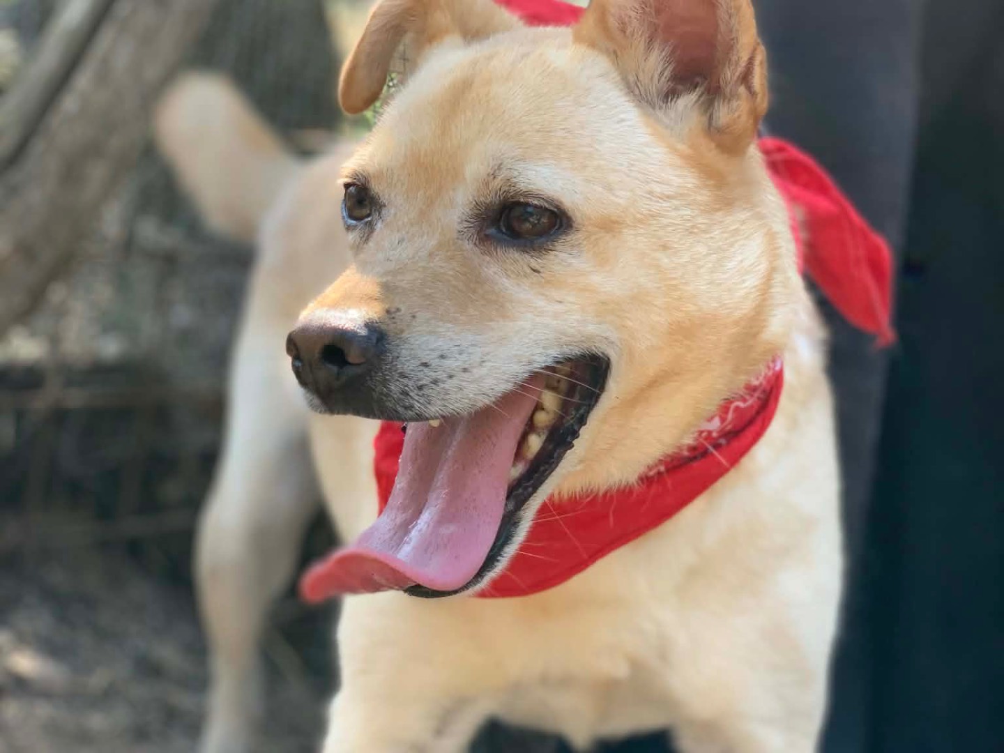 Adotta un cane, taglia media, maschio, Latina