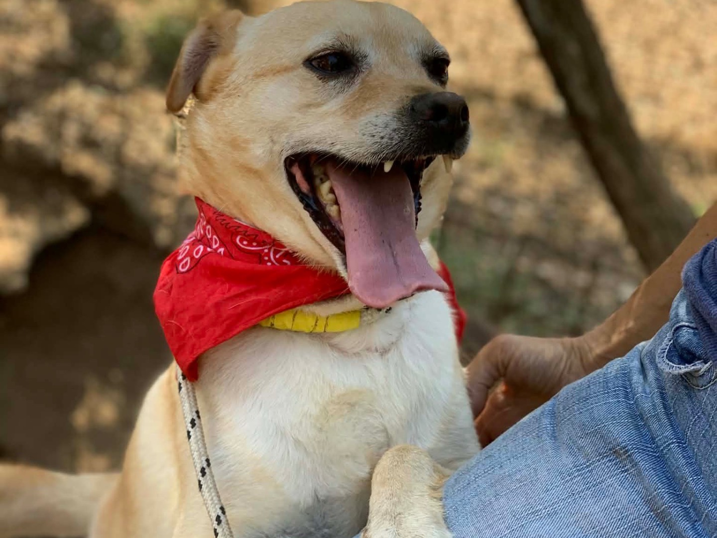 Vuoi adottare un cane a Latina?