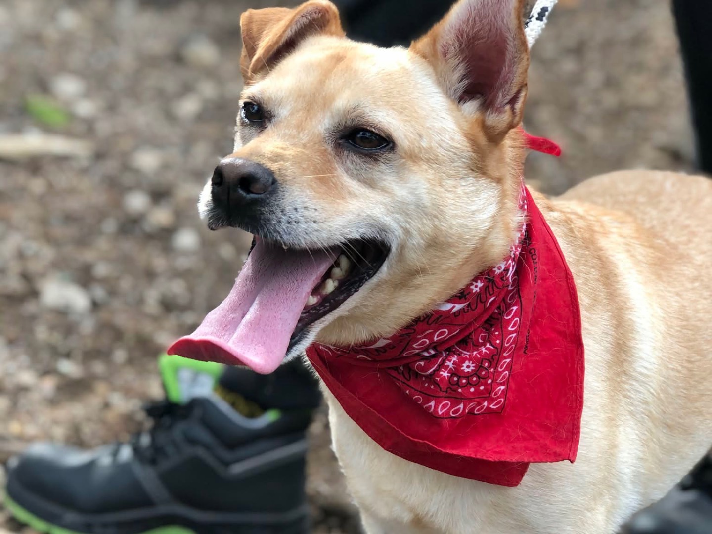 Adotta il cane Casper a Latina