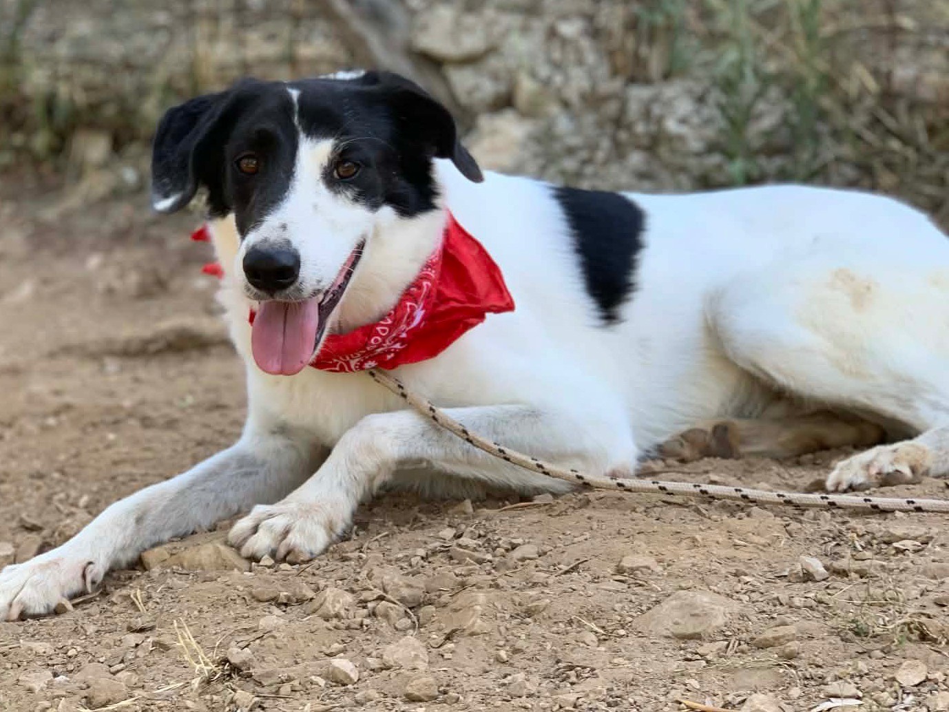 Adotta un cane, taglia grande, maschio, Latina