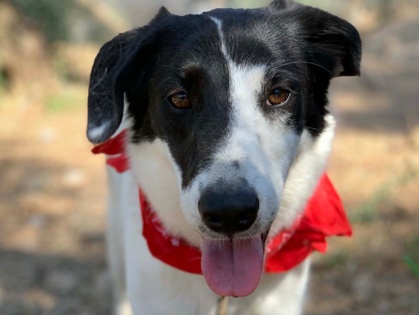 Adotta un cane, maschio, 3 anni e 9 mesi, Latina