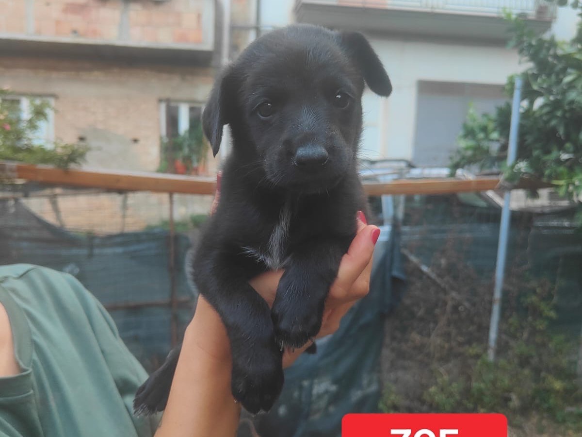 Adozione cane, femmina, Razza sconosciuta Razza sconosciuta, 2 mesi, taglia media, Vibo