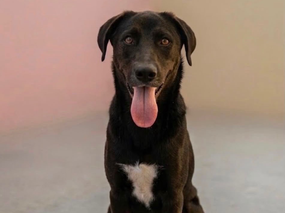 Adotta un cane, femmina, 1 anno e 9 mesi, Sud