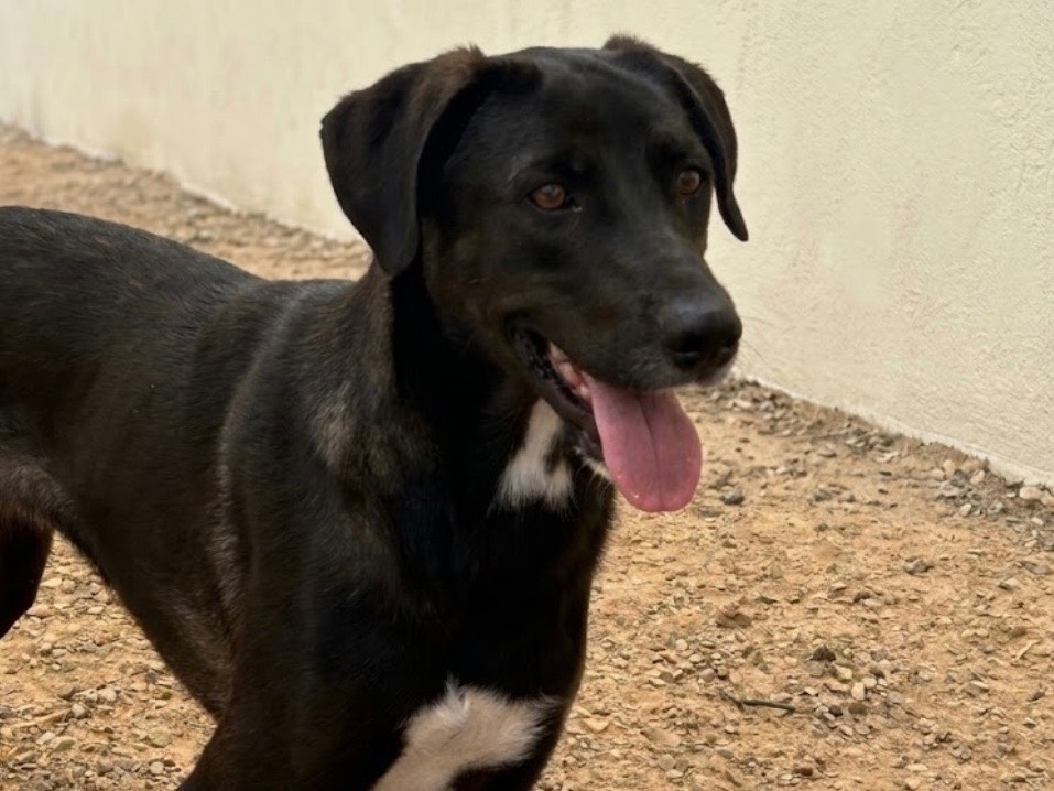 Adotta un cane, taglia media, femmina, Sud