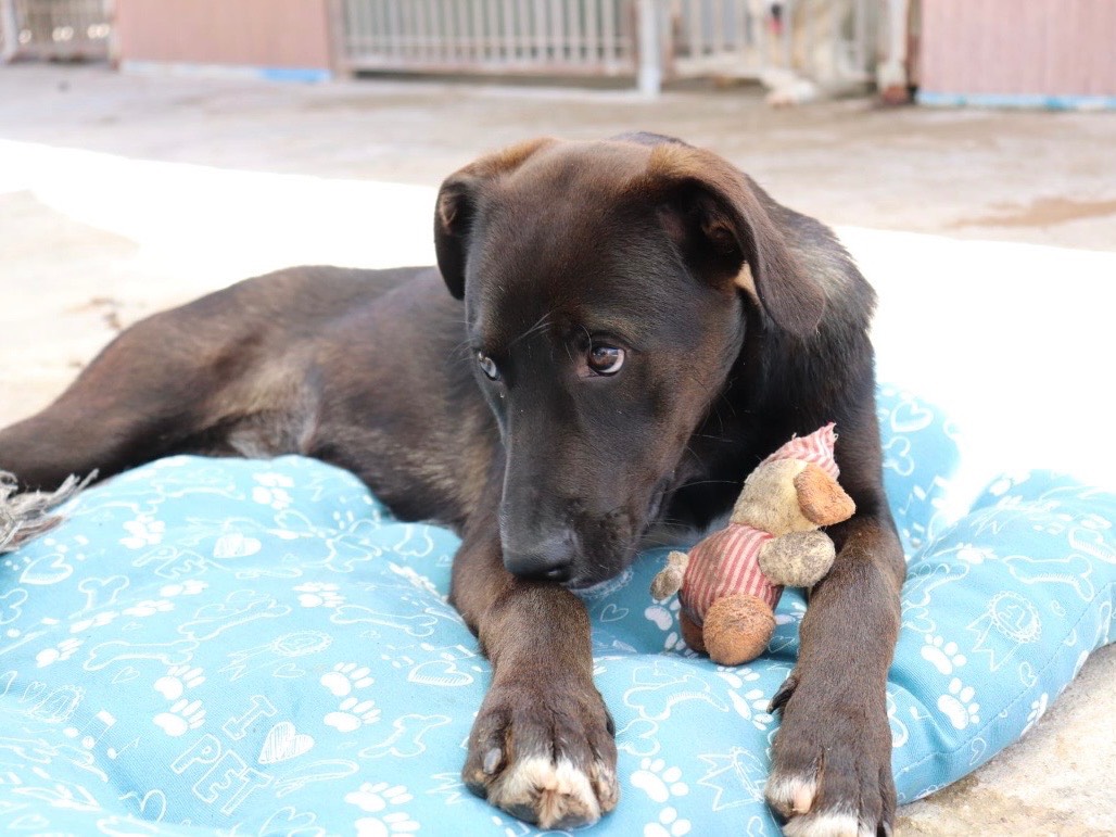 Vuoi adottare un cane a Sud?