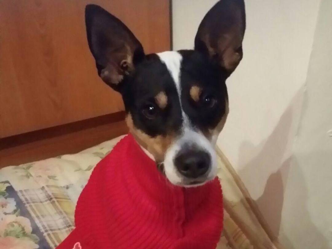 Adozione cane, maschio, Jack Russell Terrier Razza sconosciuta, 12 anni e 3 mesi, taglia piccola, Milano