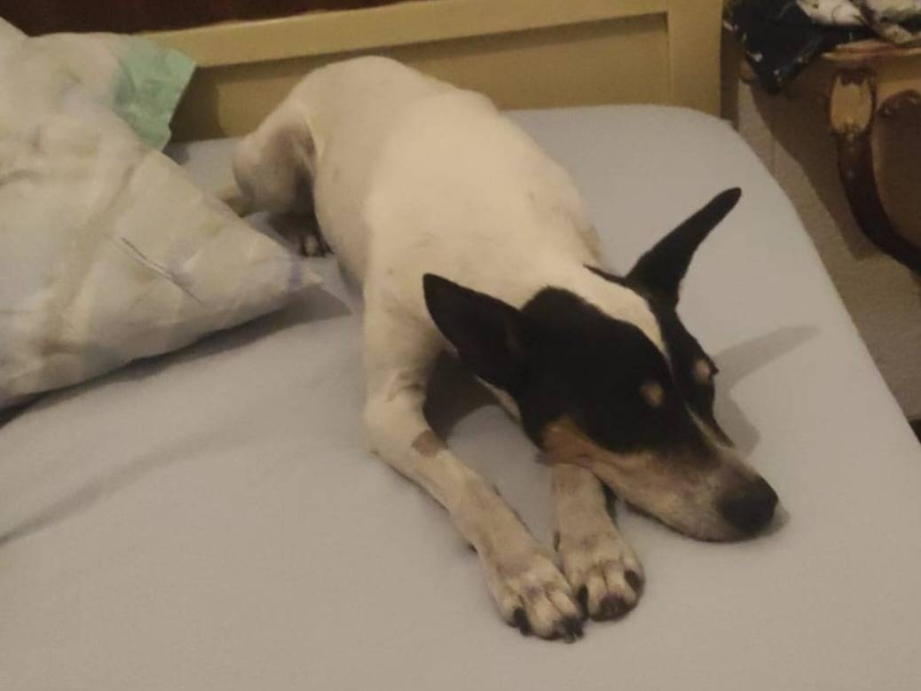 Adotta un cane, maschio, 12 anni e 3 mesi, Milano