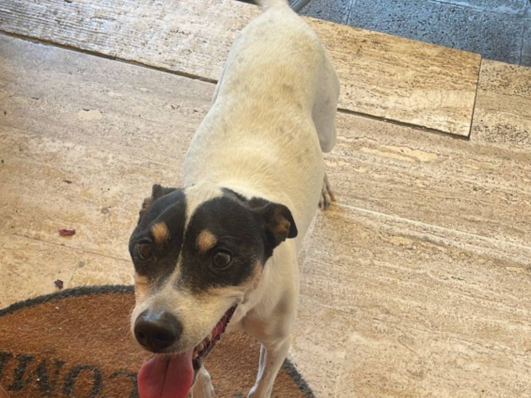 Adotta un cane, taglia piccola, maschio, Milano