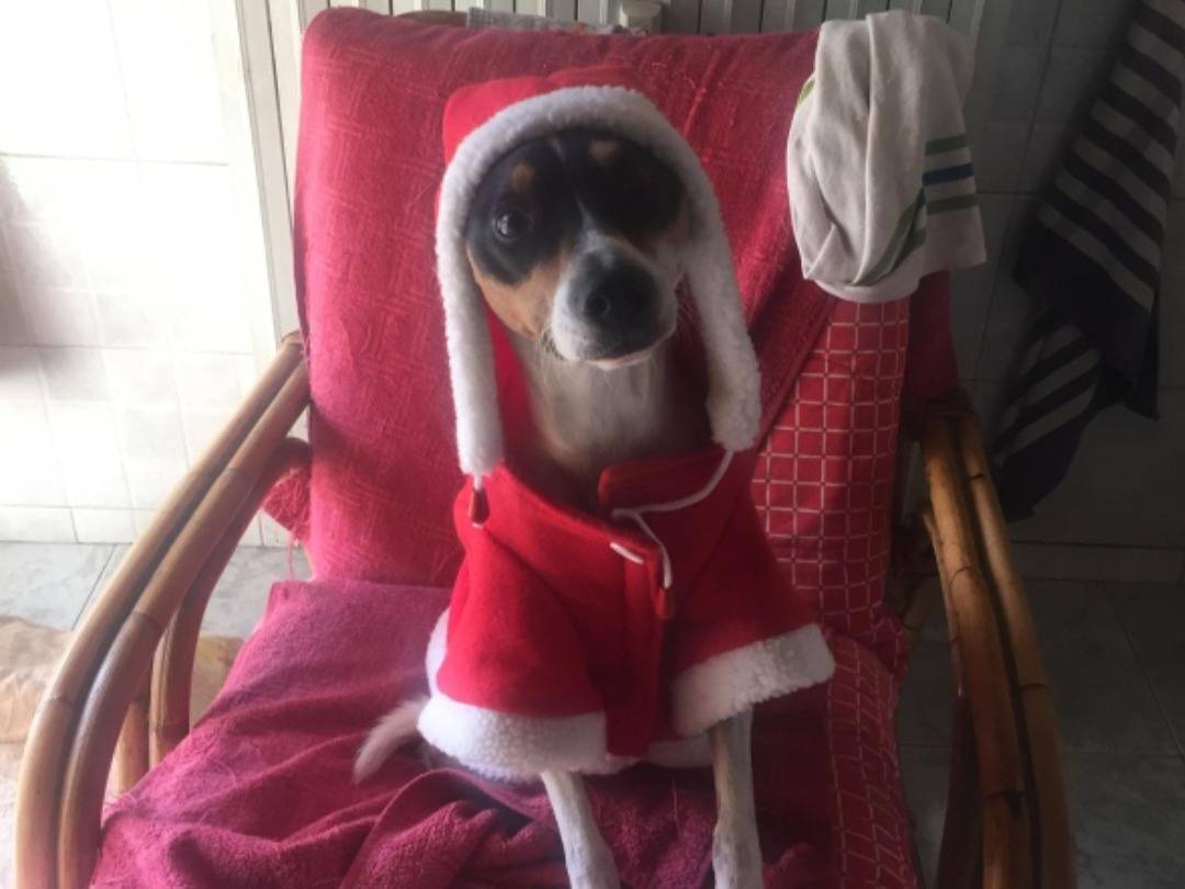 Vuoi adottare un cane a Milano?