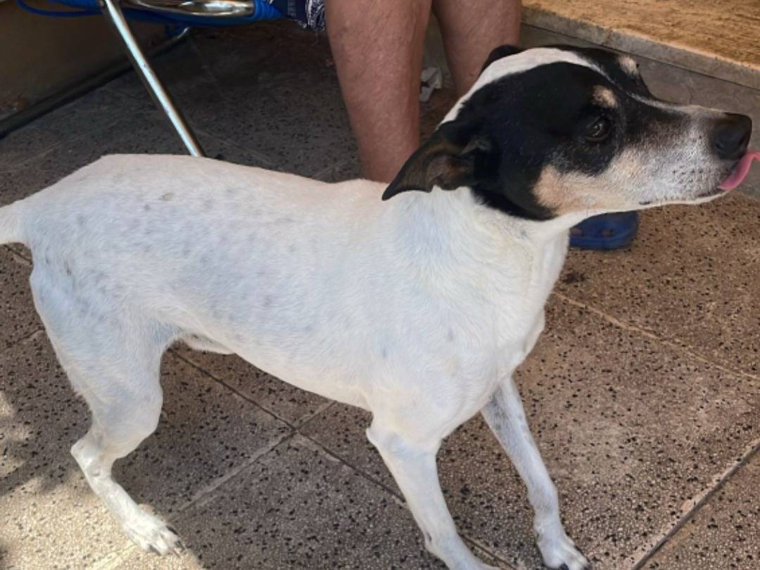 Adotta il cane Toby a Milano