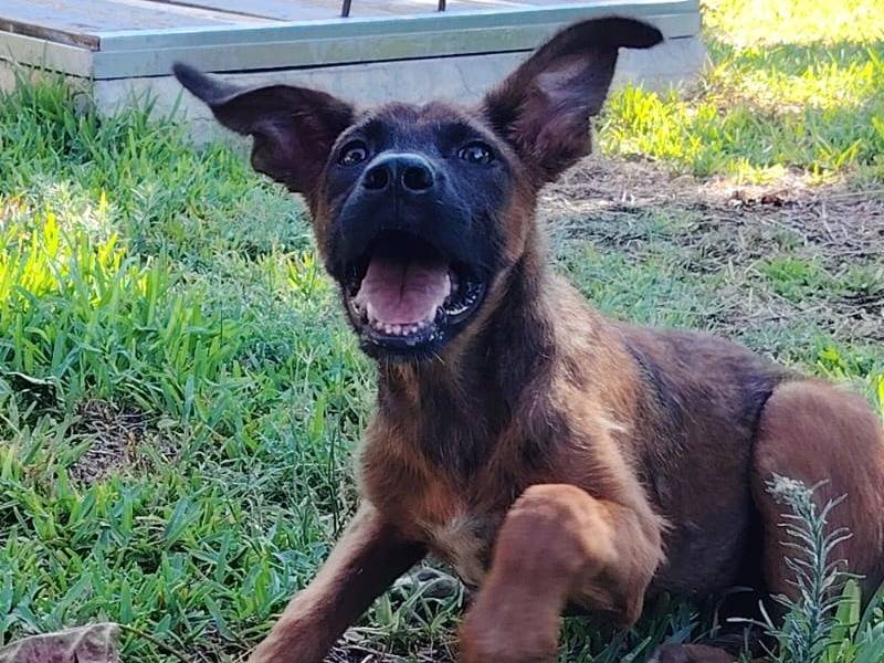 Adotta un cane, maschio, 4 mesi, Siracusa