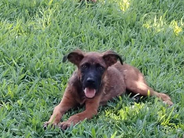 Adotta un cane, taglia media, maschio, Siracusa