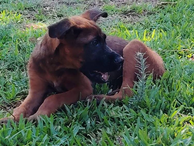 Vuoi adottare un cane a Siracusa?