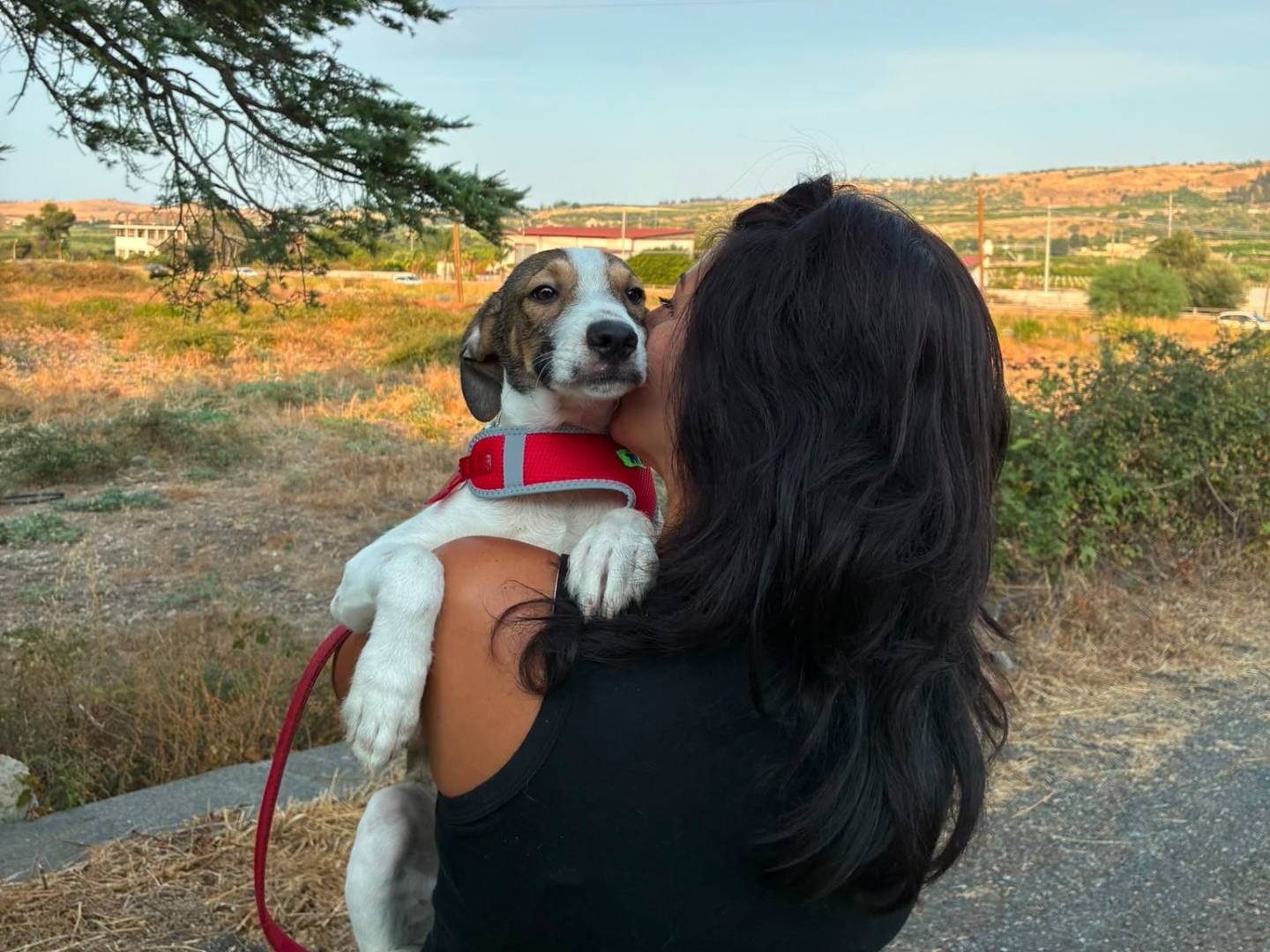 Adotta un cane, maschio, 4 mesi, Siracusa