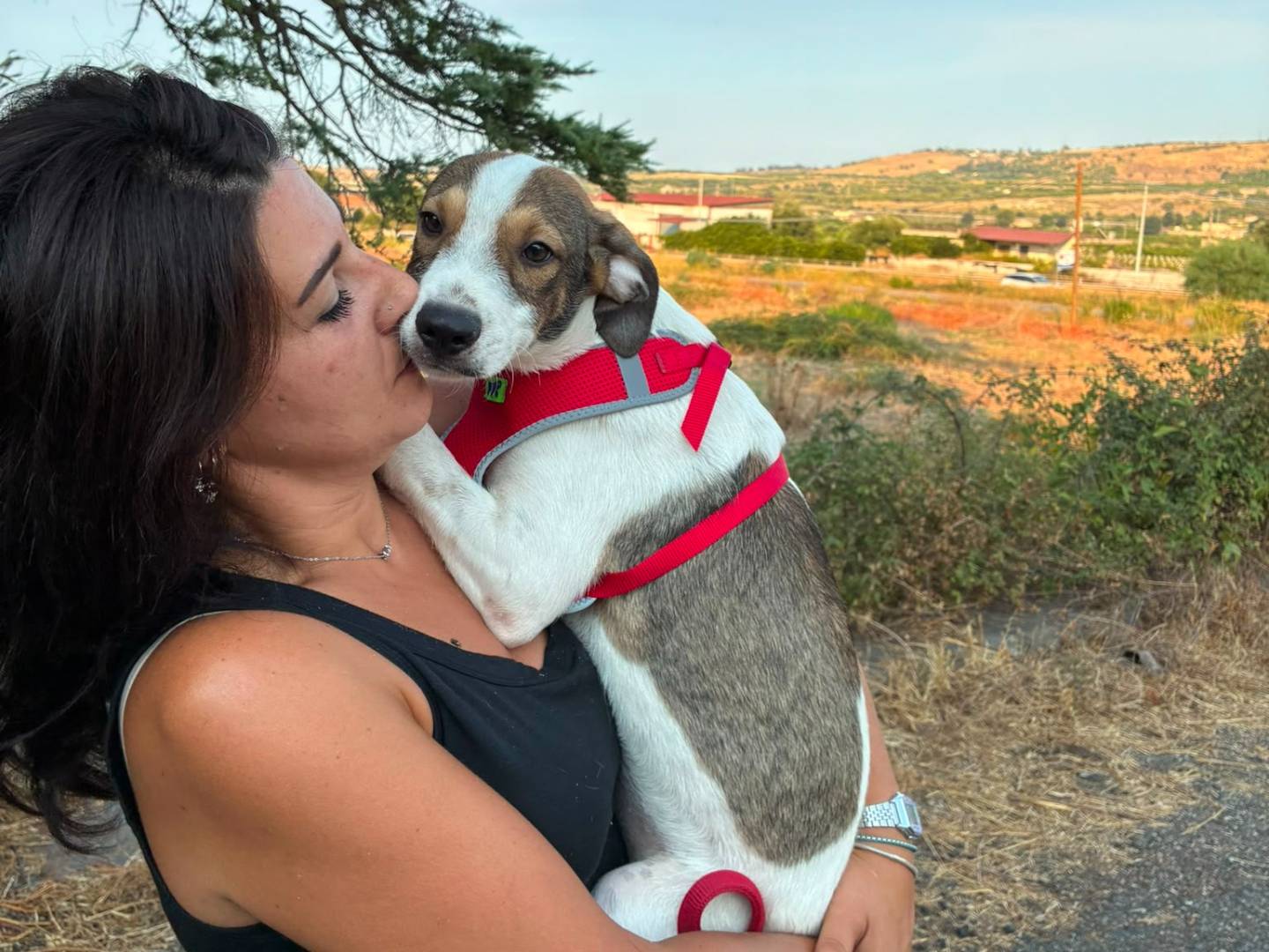 Adotta un cane, taglia piccola, maschio, Siracusa