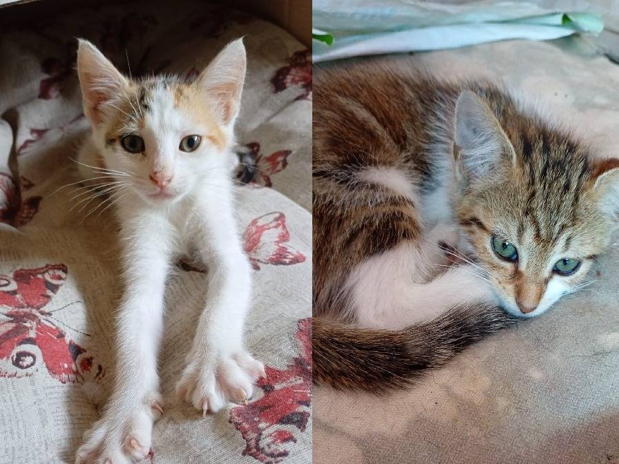 Adozione gatto, femmina, Razza sconosciuta Razza sconosciuta, 3 mesi, taglia non valida, Catanzaro