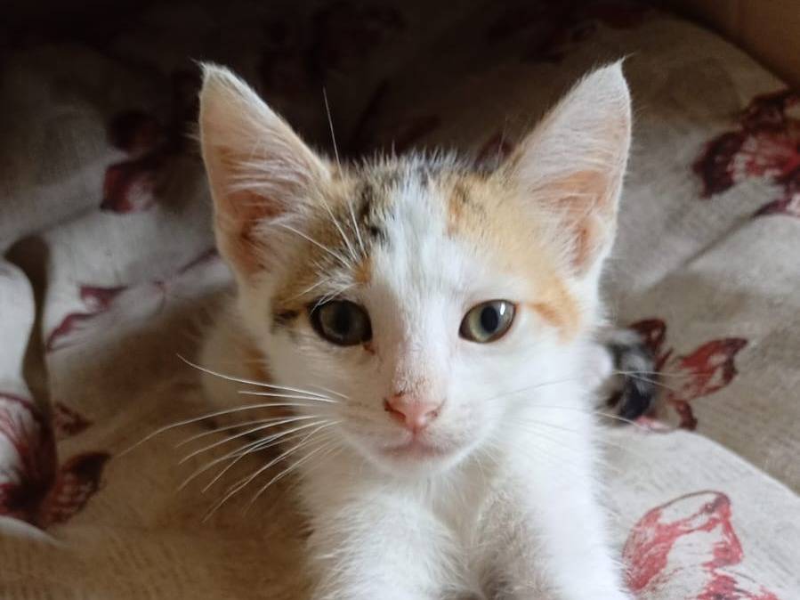 Adotta un gatto, femmina, 3 mesi, Catanzaro