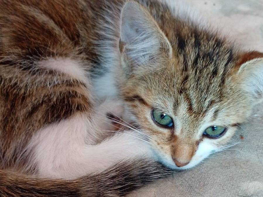 Adotta un gatto, taglia non valida, femmina, Catanzaro